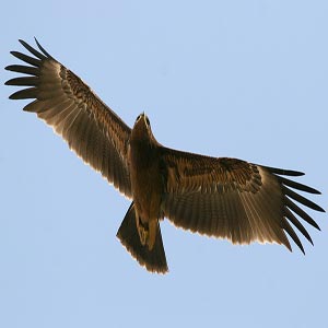 عقاب در حال پرواز