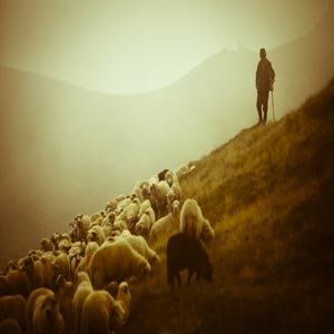 چوپان در دامنه کوه همراه با گوسفندان و چوبدستی در دست
